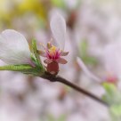 Blooming